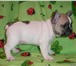 Продаю щенков французского бульдога бело-палевого окраса,  Рождены 21 ноября 2010 года, Родословная Р 65172  фото в Москве