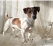 Foto в Домашние животные Вязка собак Питомник «Халиф» предлагает для вязки шикарного в Москве 7 000