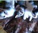 Маленькие коты и кошечки ищут новый дом 1370168 Абиссинская фото в Петрозаводске