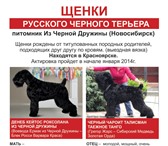 Щенки Русского Черного Терьера от чемпионов! 341439 Русский чёрный терьер фото в Красноярске