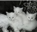 Фотография в  Отдам даром-приму в дар отдам белоснежных голубоглазых котят в добрые в Кемерово 0