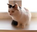 Изображение в Домашние животные Отдам даром Отдам очень красивую трёхцветную кошечку. в Новосибирске 0
