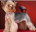 Фотография в Домашние животные Стрижка собак Опытный парикмахер приедет к вам на дом в в Москве 1 000