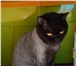 Фото в Домашние животные Услуги для животных Подстригу вашего кота или кошечку.Без наркоза в Тюмени 500