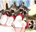 Изображение в Домашние животные Грызуны В контактном зоопарке "Живая сказка" продаются в Твери 25 000