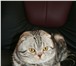 Фотография в Домашние животные Вязка Кот породы (скоттиш фолд) ищет кошечку на в Москве 2 000