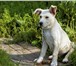 Фото в Домашние животные Приму в дар Отдается (бесплатно) крупный щенок-мальчик, в Санкт-Петербурге 1
