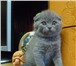 Котята Шотландской вислоухой ищут заботливых хозяев 1791747 Домашняя кошка фото в Москве