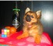 Изображение в Домашние животные Стрижка собак Продаётся щенок один мальчик, окрас: соболинный, в Краснодаре 10 000