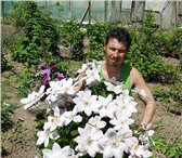Изображение в Домашние животные Растения Клематис – это многолетняя, обильно и длительно в Краснодаре 150