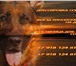 Foto в Домашние животные Услуги для животных Гостиница для собак в Краснодаре. Содержание в Краснодаре 300