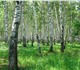 Срочно продается земельный участок в Тюм
