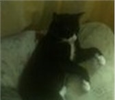 Фотография в Домашние животные Потерянные SOS 28.09.14г. потерялся домашний кот ЮГЗ в Кирове 0