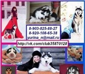 Милые,  хорошие,  голубоглазые щеночки хаски:) Продам! 2237350 Сибирский хаски фото в Перми