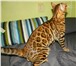 Изображение в Домашние животные Вязка Милый бенгальский котик ждет встречи с кошечкой в Калуге 8 000