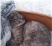 Фото в Домашние животные Вязка Возраст 2 года. Ещё не вязали. в Тюмени 0