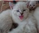 Фото в Домашние животные Отдам даром Кошечка - 21 марта 2016 г. рождения, умная, в Тюмени 0