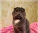 Изображение в Домашние животные Вязка вислоухая кошечка 5 лет ищет котика-британца в Омске 0