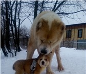 Продаются щенки среднеазиатской овчарки 3916009 Среднеазиатская овчарка фото в Ярославле