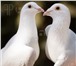 Изображение в Домашние животные Птички Белые голуби для выпуска на свадьбы, дени в Москве 500