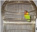 Изображение в Домашние животные Птички Продам попугая маскового неразлучника.Можно в Тольятти 1 500
