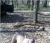 Фото в Домашние животные Вязка собак Кобель пит- бультерьера Цербер,весом 36 кг,возраст в Белгороде 0