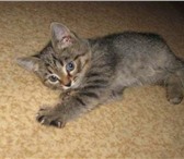 Изображение в Домашние животные Отдам даром Отдам котенка в хорошие руки. Он милый, игривый в Нижнекамске 0