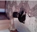 Foto в Домашние животные Услуги для животных Стрижки для ваших любимых питомцев! в Нижневартовске 800