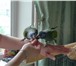 Фотография в Домашние животные Птички продаю пару попугаев синеголовых пионусов! в Красноярске 15 000
