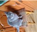 Фотография в Домашние животные Вязка Чистокровный голубая британка 2 года приглашает в Москве 100