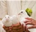 Foto в Домашние животные Птички Белые голуби для выпуска на свадьбы, дени в Москве 500