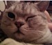 Foto в Домашние животные Вязка Молодой котик скоттиш страйт британец (без в Нижнем Новгороде 0