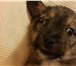 ЛЁЛЕК – нежный,  ласковый щенок в добрые руки, 2744673 Керн-терьер фото в Москве