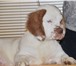 Продаётся замечательный щенок кламбера, мальчик, полностью привит, окрас бело- оранжевый, Очень общи 65523  фото в Москве
