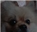 Фотография в Домашние животные Вязка собак Возраст 2,5 года серцефицирован, родители в Прокопьевске 0