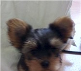 Йоркширский терьер 1885779 Йоркширский терьер фото в Екатеринбурге