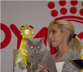 Фотография в Домашние животные Вязка Британский короткошерстный кот BRUCE GOLD в Москве 3 000