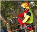Фото в Строительство и ремонт Другие строительные услуги Удаление аварийных деревьев любой сложности; в Москве 1 000