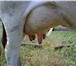 Foto в Домашние животные Другие животные продаю 3 коров.порода красные степные.доеные.стельные в Ростове-на-Дону 35 000