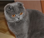 Фото в Домашние животные Вязка шотландский вислоухий, опытный, ищет кошечку! в Москве 3 000