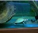 Фотография в Домашние животные Рыбки Аквариумы в наличии и на заказ,оборудование,рыбки,растения в Орле 0