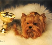 Фотография в Домашние животные Вязка собак Очень красивый маленький кобель йоркширского в Москве 5 000
