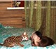 Азиатская леопардовая кошка.
Прекрасно п