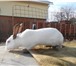 Фото в Домашние животные Грызуны Продам кроликов крупных пород для разведения. в Москве 300