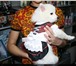 Фотография в Домашние животные Стрижка собак Салон-бутик New Йорк предлагает комплексный в Краснодаре 500