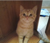 Фотография в Домашние животные Отдам даром Двухмесячный рыжий котенок (приученый к туалету) в Комсомольск-на-Амуре 0