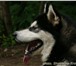 Аляскинский Маламут, щенки,  Для любителей величественных собак крайнего севера: щенки аляскинског 64742  фото в Москве