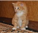 Милые котята, родились 30 марта 2011 года ищут заботливых хозяев, К лотку приучены, 68946  фото в Серпухове