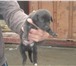 Фото в Домашние животные Отдам даром Отдаем щенков в надежные руки, возраст 3 в Белгороде 0
