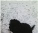 Продам щенка 1651631 Йоркширский терьер фото в Кемерово